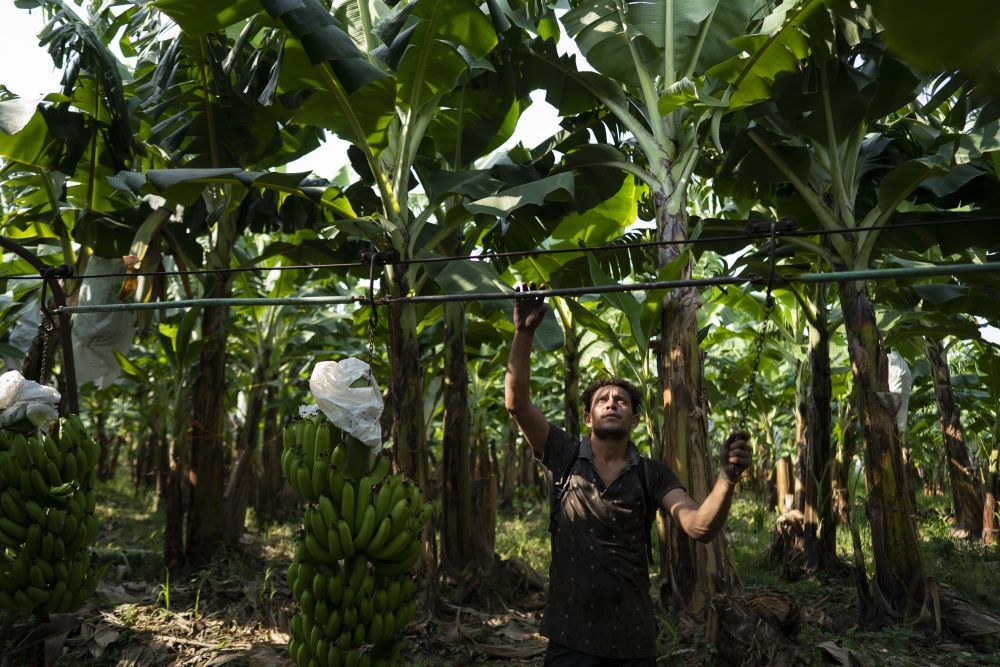 &ldquo;香蕉共和国&rdquo;的突围